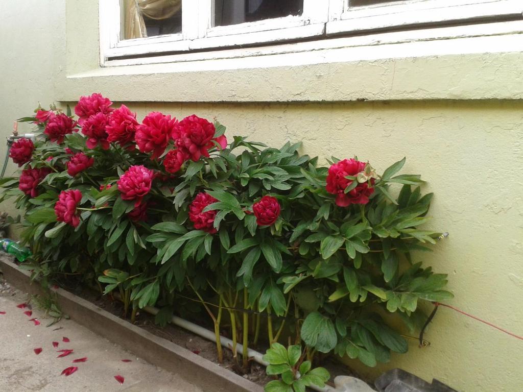 Hostal Chiloe Hostel Punta Arenas Ngoại thất bức ảnh